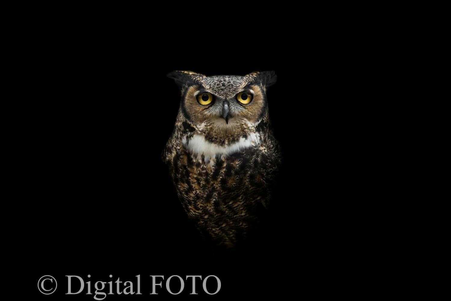 Bilde med vannmerke.